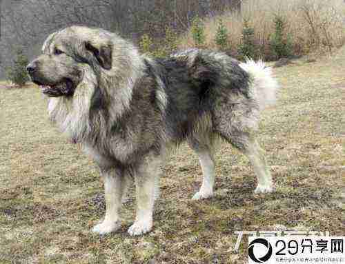 世界上最大的狗(高加索犬)