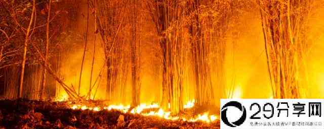 烧毁的森林还能复苏吗