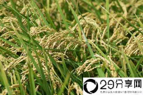 2022年湖南晚稻什么时候收割？晚稻米好吃还是早稻米好吃？