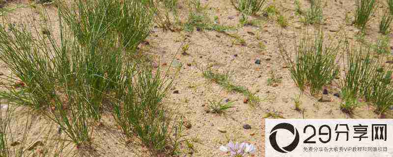 沙葱是几年生植物 野生沙葱几月上市