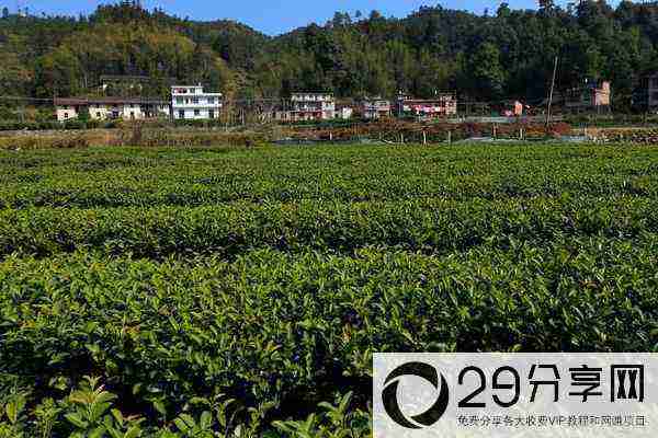 10亩茶叶利润有多少，10亩茶园需要投资多少成本