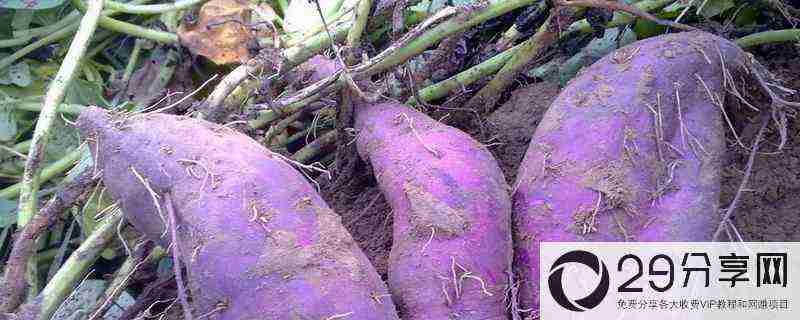 一亩紫薯的利润有多少？产量是多少斤？