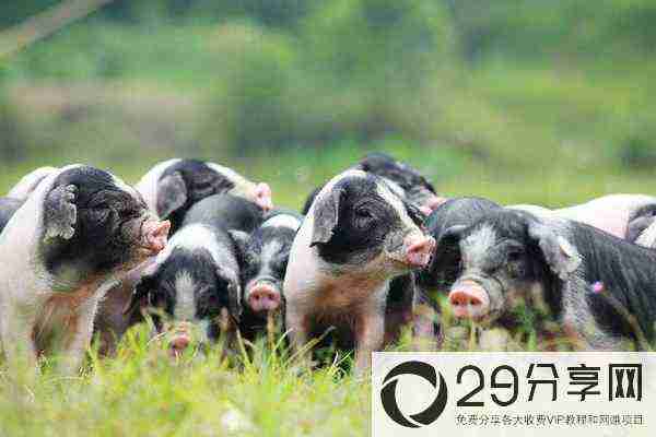 养多少猪需要环保评测