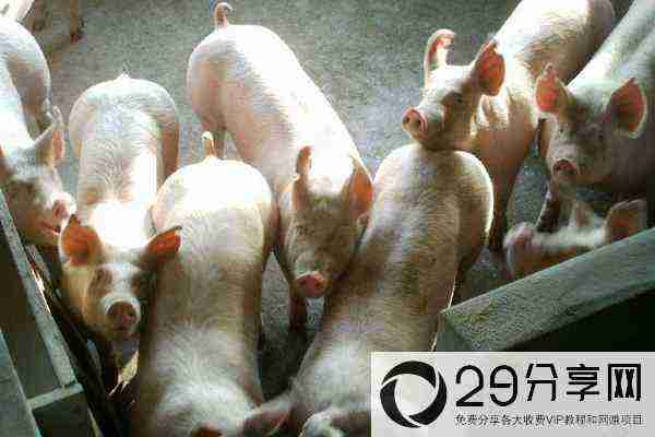 猪贩子收猪技巧，猪贩子的生意流程，收一头猪有多少利润