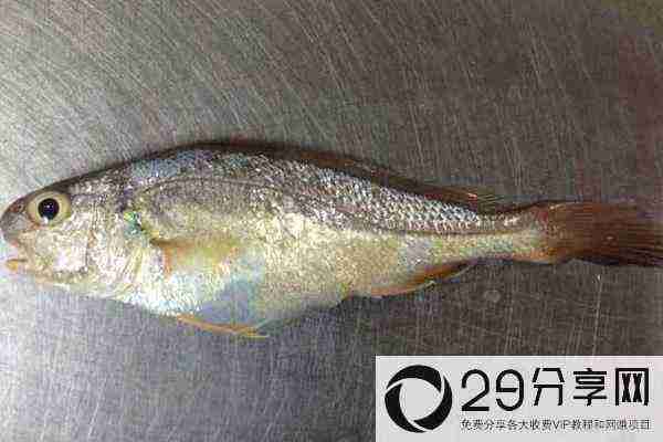 白姑鱼和黄花鱼的区别是什么 如何识白姑鱼和黄花鱼
