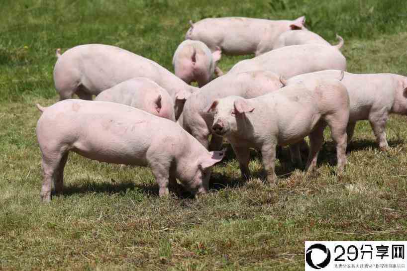 养猪补贴政策2022最新标准(生猪补贴是什么意思)