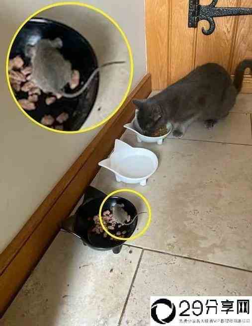 现实版“猫和老鼠”捕鼠猫邀请老鼠回家吃饭(大家一起分猫粮)