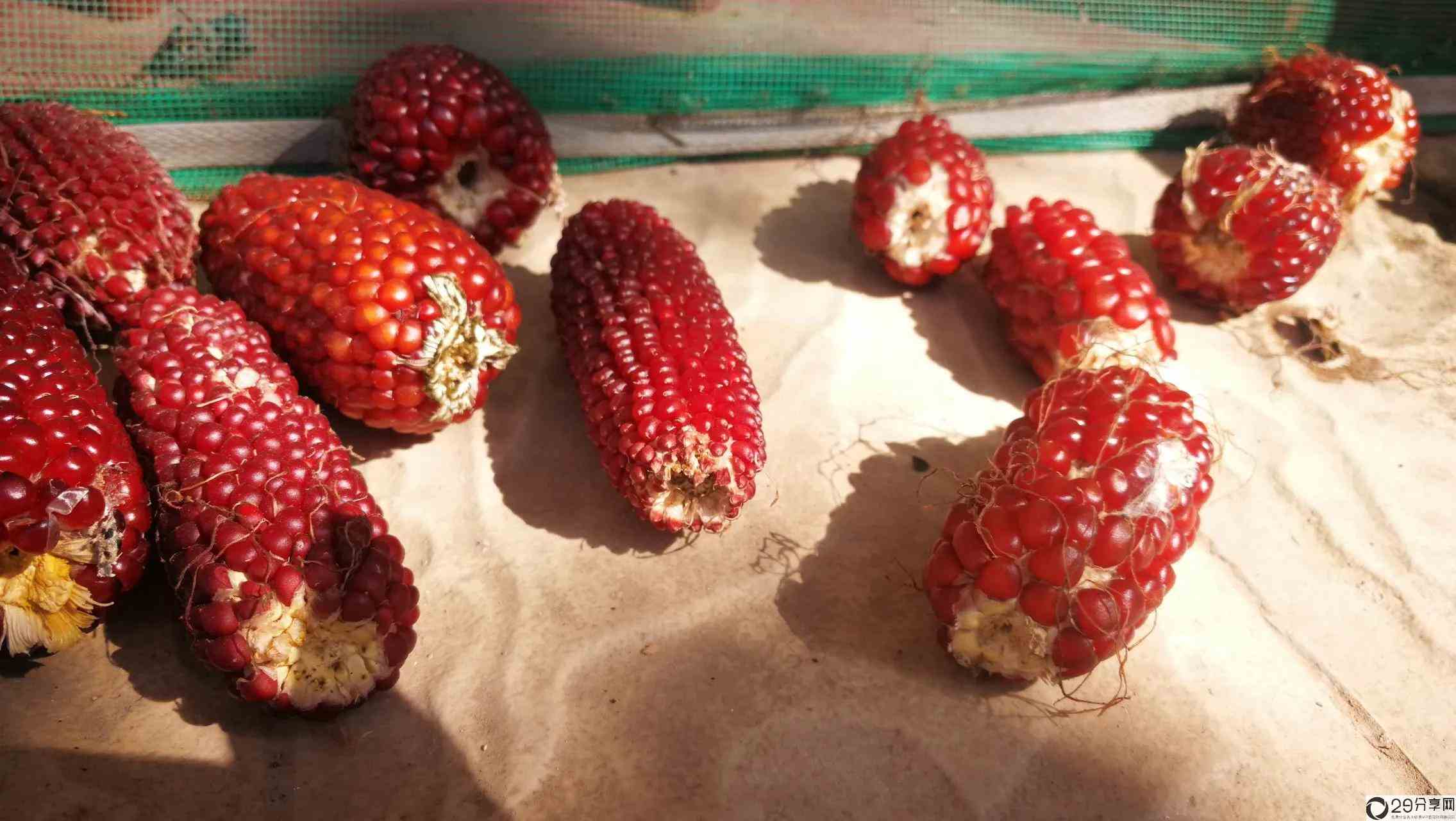 草莓玉米怎么吃（草莓玉米多少钱一斤） 4
