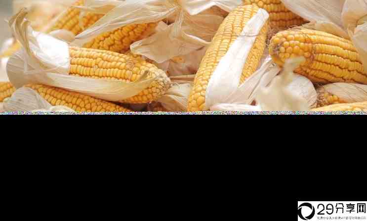 玉米种植（玉米受灾严重，为啥还是丰收年） 4
