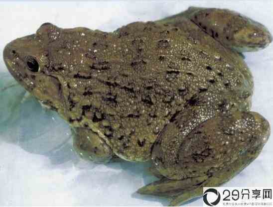 石蛙养殖技术（石蛙类品种大全，做养殖的了解下！） 1