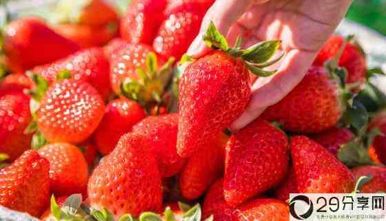 草莓大量繁殖的方式是扦插?草莓属于压条还是扦插