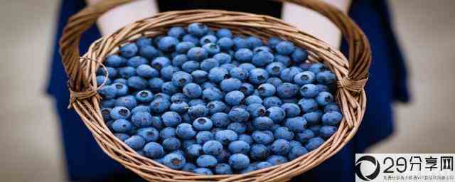 莱克西蓝莓适应温度(莱克西蓝莓树耐寒多少度)