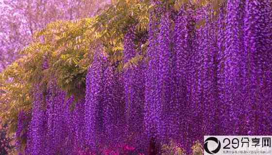 紫藤苗的种植方法(紫藤的种植时间和方法)