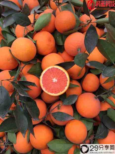 什么时候的橙子是最好吃的该怎么挑选橙子(橙子什么季节成熟)