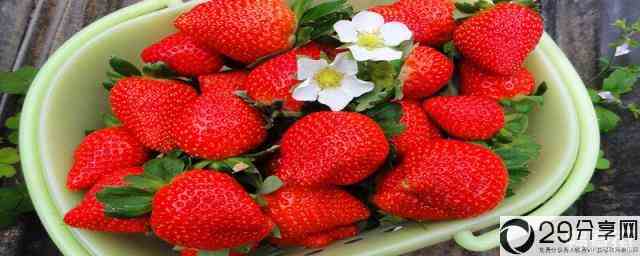 种植草莓时需要补钙吗(在种植过程中草莓要补钙吗)