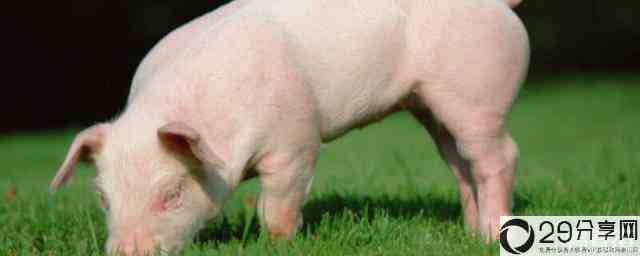 生猪出肉率一般是多少(生猪出栏养殖周期)