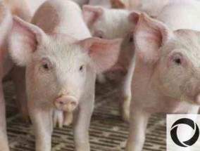一年的收入养300头猪要多少钱，需要多大面积？
