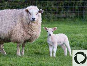 五十只母羊一年赚多少钱？需要投入多少？