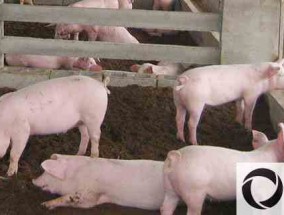 发酵床养猪成本