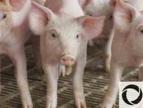 2020年养猪赚钱吗，有市场预测