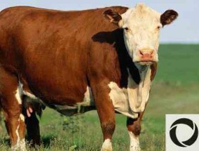 养肉牛的利润和成本是多少？附水产养殖利润分析