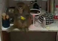 两只猴子闯入女生寝室大闹天宫：吃吃喝喝、拿走玫瑰花