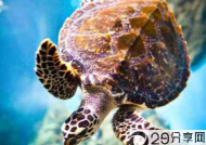 海龟是不是最长寿的海洋生物？