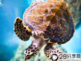 海龟是不是最长寿的海洋生物？