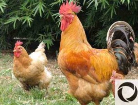 饲养817只鸡、引进817个杂交肉鸡品种的利润和成本