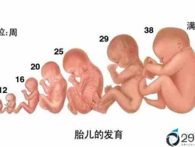 怀孕28周的宝宝长什么样子(28周的胎宝宝是什么样子的)