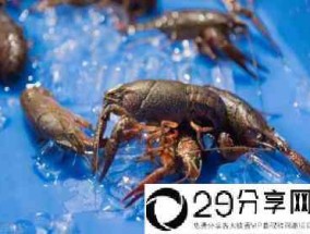 龙虾批发8一10元一斤(小龙虾多少钱一斤市场价2022)
