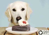 狗狗为什么不能吃巧克力？(狗狗能吃巧克力吗)
