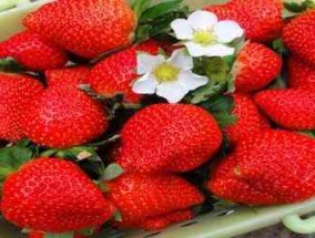 草莓大量繁殖的方式是扦插?草莓属于压条还是扦插