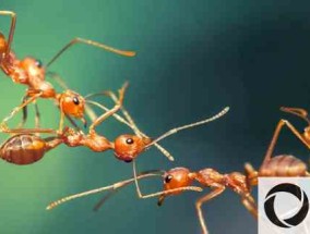 消灭家中蚂蚁最简单有效的方法