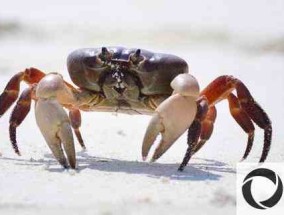 螃蟹为什么要横着走？一只螃蟹有几条腿