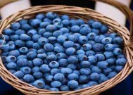 莱克西蓝莓适应温度(莱克西蓝莓树耐寒多少度)