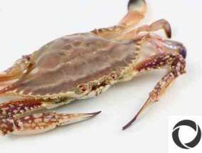 海蟹和河蟹哪种嘌呤含量高？嘌呤是什么？