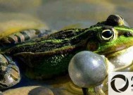 青蛙能活多长时间，它如何躲避热量