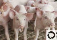 养猪补贴是一年一次吗