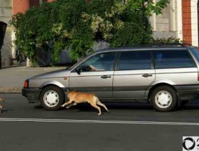 为什么狗和猫会冲向汽车（为什么狗看见车就冲过去）