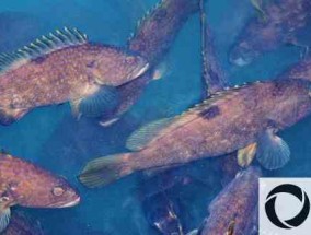 石斑鱼养殖密度