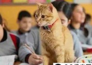 公司称猫次入镜影响上课开除老师年被公司辞退怎么赔偿