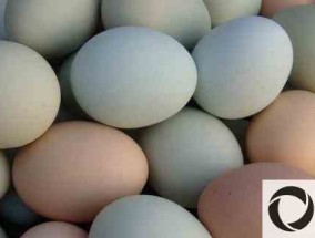 土鸡蛋和洋鸡蛋有什么区别？土鸡蛋和洋鸡蛋营养一样吗
