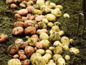 土豆种植时间和生长期(土豆种植技术和管理)