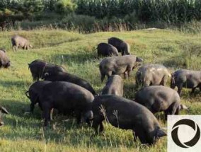 养殖地方猪的成本与收益分析