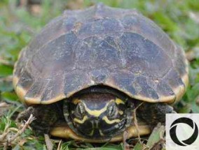 龟、龟、龟、龟的区别是什么？乌龟是怎么分雌雄的