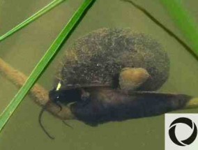 蜗牛能喂鲱鱼吗