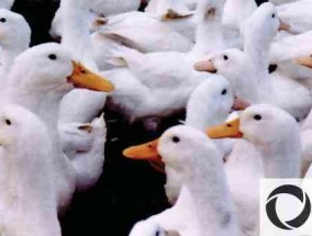 养5000只鸭子的利润是多少？一般要多久才能出来？