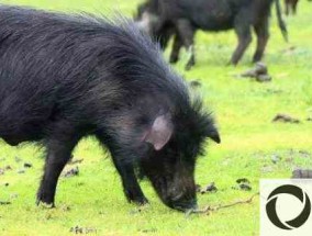 藏猪养殖利润高。为什么没人养