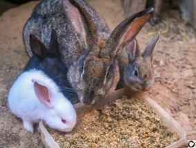 兔子的繁殖能力有多强（兔子一年可以繁殖几次）